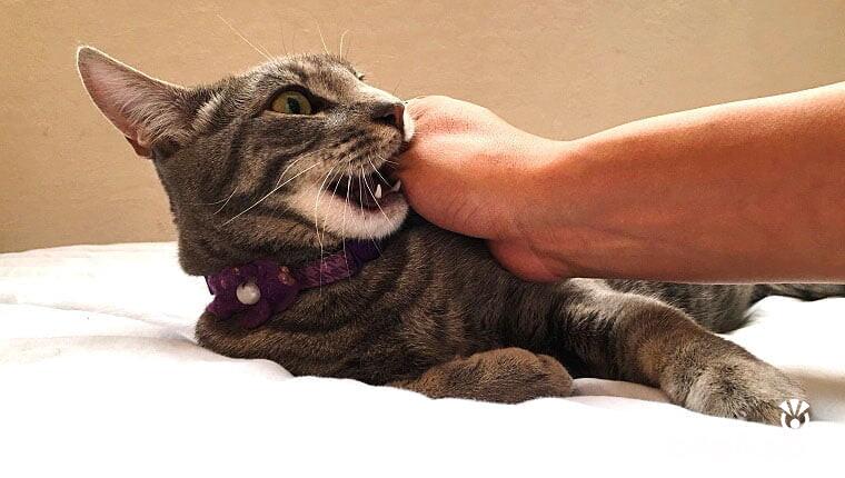 Kedim Neden Beni Isırıyor?  Evcil Hayvanlar Kedi Bakımı